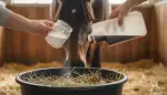 Gelenkgesundheit beim Pferd natürlich stärken