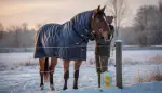 Pferdedecken im Winter richtig wählen