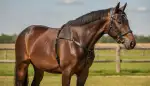 Vorderzeug: Sinnvolle Unterstützung im Reitsport